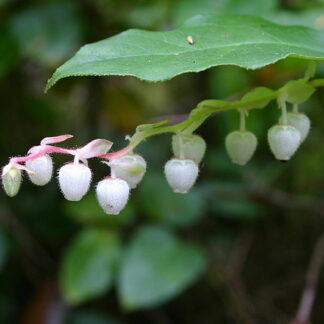 Salal (Gaultheria shallon): Bundle of 5