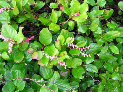 Salal (Gaultheria shallon): Bundle of 5 - Image 2