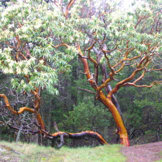 Madrone (Arbutus menziesii): Bundle of 5