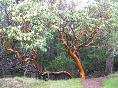 Madrone (Arbutus menziesii): Bundle of 5