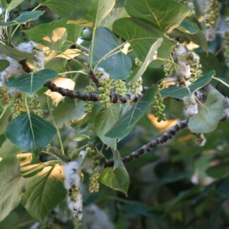 Black Cottonwood (Populus balsamifera): Bundle of 10