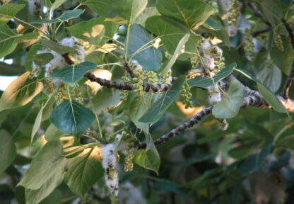Black Cottonwood (Populus balsamifera): Bundle of 10
