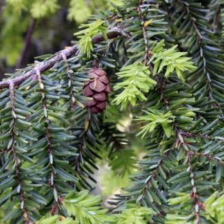 Western Hemlock (Tsuga heterophylla): Bundle of 25
