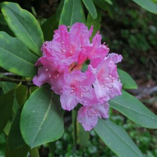 Pacific Rhododendron (Rhododendron macrophyllum): One plug