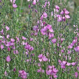 Rose Checkermallow (Sidalcea malviflora): Seed Packet