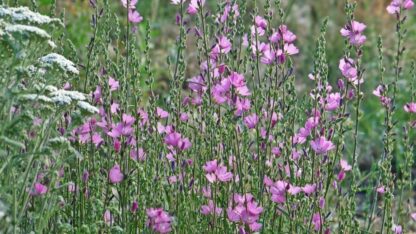 Rose Checkermallow (Sidalcea malviflora): Seed Packet