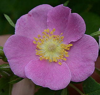 Nootka Rose (Rosa nutkana): Bundle of 10