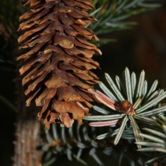 Sitka Spruce (Picea sitchensis): Bundle of 25