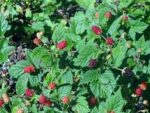 Blackcap Raspberry (Rubus leucodermis): Bundle of 10
