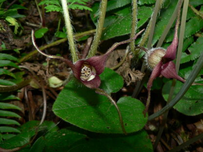 Wild Ginger (Asarum caudatum): Bundle of 5 - Image 3