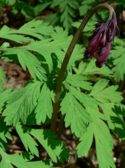 Bleeding Heart (Dicentra formosa): Bundle of 10 - Image 4