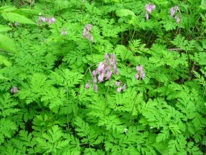 Bleeding Heart (Dicentra formosa): Bundle of 10 - Image 3