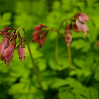 Bleeding Heart (Dicentra formosa): Bundle of 10