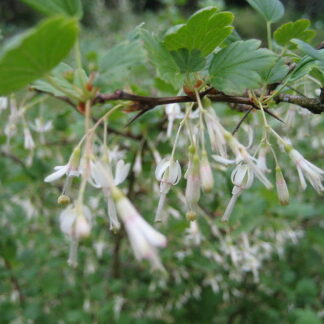 Wild Gooseberry (Ribes divaricatum): Bundle of 10