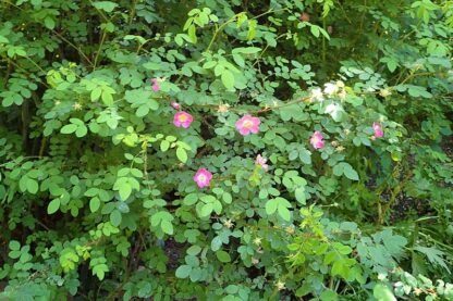 Baldhip Rose (Rosa gymnocarpa): Bundle of 10 - Image 2
