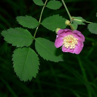 Baldhip Rose (Rosa gymnocarpa): Bundle of 10