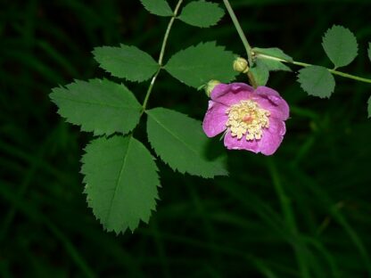 Baldhip Rose (Rosa gymnocarpa): Bundle of 10