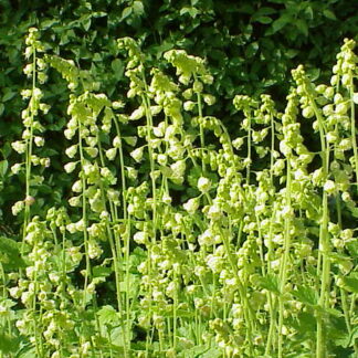 Fringe Cup (Tellima grandiflora): Bundle of 5