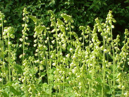 Fringe Cup (Tellima grandiflora): Bundle of 5