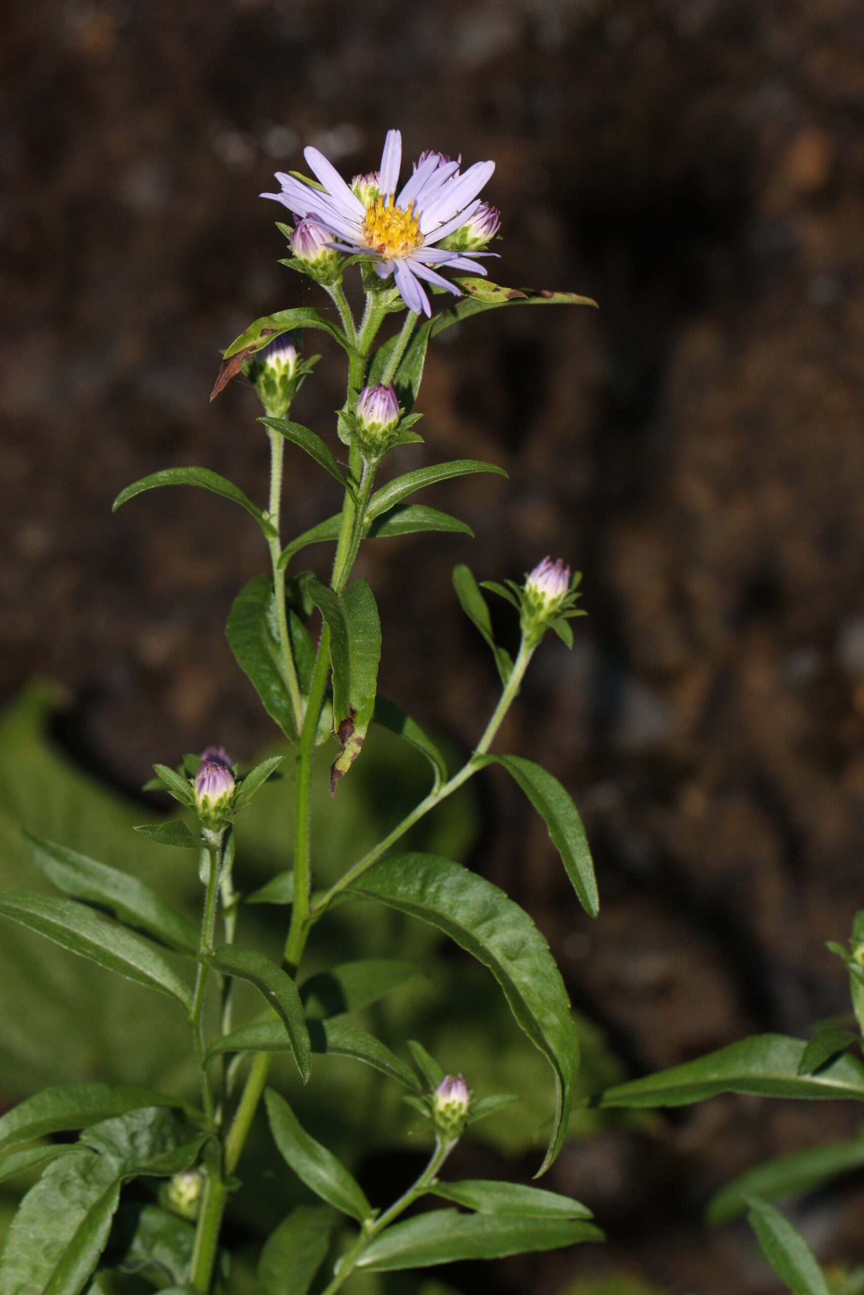 Douglas Aster (Symphyotrichum subspicatum): Bundle of 10