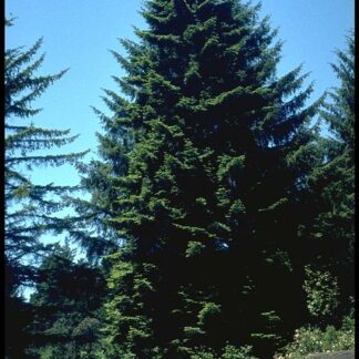 Grand Fir (Abies grandis): Bundle of 25