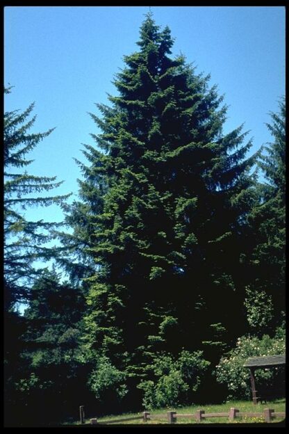 Grand Fir (Abies grandis): Bundle of 25