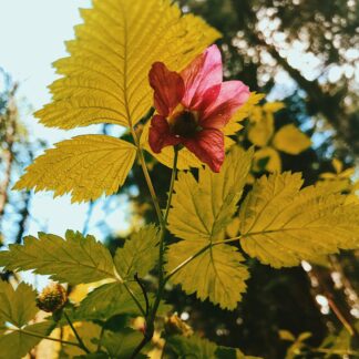 Salmonberry (Rubus spectabilis): Bundle of 10