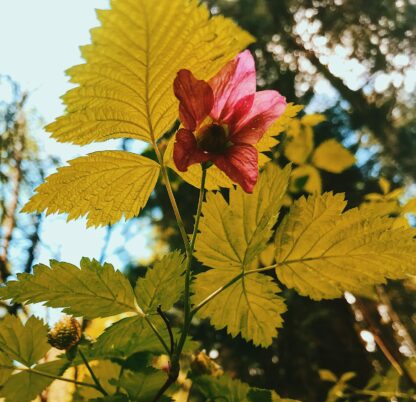 Salmonberry (Rubus spectabilis): Bundle of 10