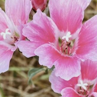 Farewell to Spring (Clarkia amoena): Seed Packet