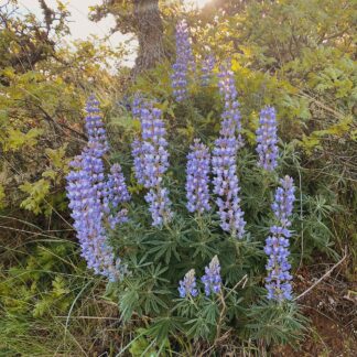 Big Leaf Lupine (Lupinus polyphyllus): Seed Packet