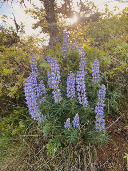 Big Leaf Lupine (Lupinus polyphyllus): Seed Packet