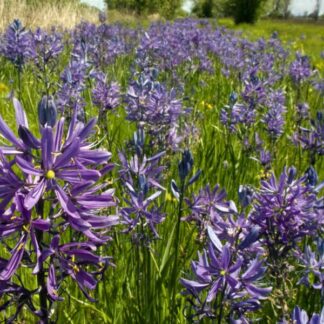 Great Camas (Camassia leichtlinii ssp. suksdorfii): Bundle of 5 bulbs