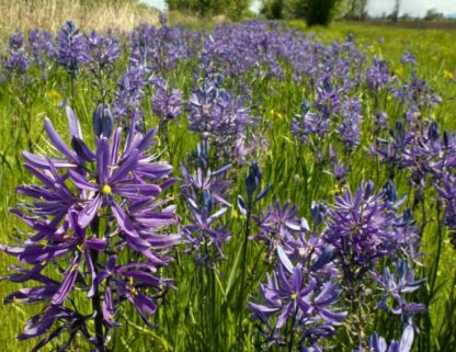 Great Camas (Camassia leichtlinii ssp. suksdorfii): Bundle of 5 bulbs
