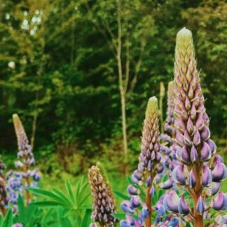 Bigleaf Lupine (Lupinus polyphyllus): Bundle of 5