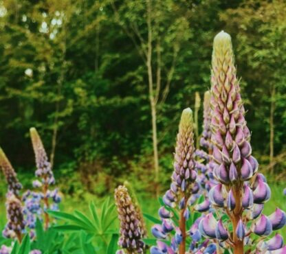 Bigleaf Lupine (Lupinus polyphyllus): Bundle of 5