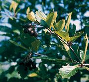 Black Hawthorn (Crataegus douglasii)- bundle of 10