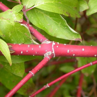 Red Osier Dogwood (Cornus sericea, C. stolonifera)- Bundle of 10