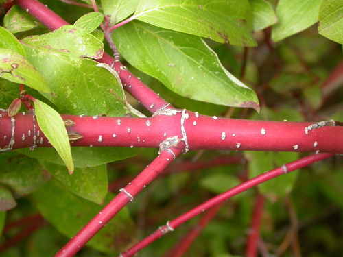Red Osier Dogwood (Cornus sericea, C. stolonifera)- Bundle of 10