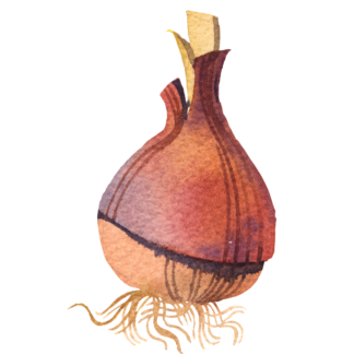 Bulbs