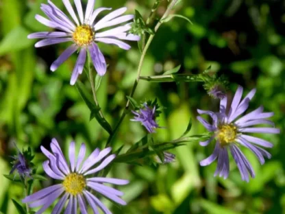 Douglas Aster (Symphyotrichum subspicatum v. subspicatum): Bundle of 5 - Image 2
