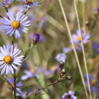 Douglas Aster (Symphyotrichum subspicatum v. subspicatum): Bundle of 5