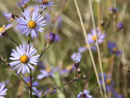 Douglas Aster (Symphyotrichum subspicatum v. subspicatum): Bundle of 5
