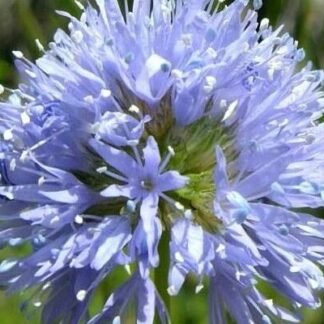 Globe Gilia (Gilia capitata): Seed Packet