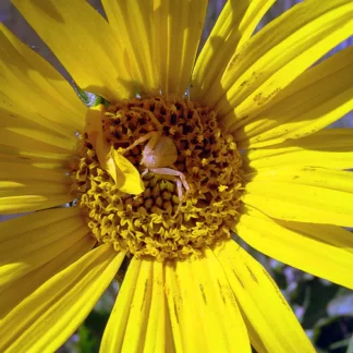 Mule's Ear (Wythia angustifolia): Seed Packet
