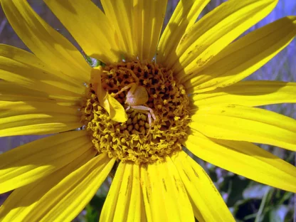 Mule's Ear (Wythia angustifolia): Seed Packet