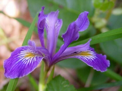 Oregon Iris (Iris Tenax): Seed Packet - Image 3