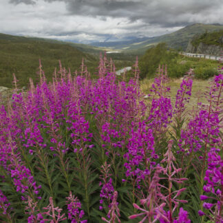 Fireweed (Chamaenerion angustifolium): Bundle of 5