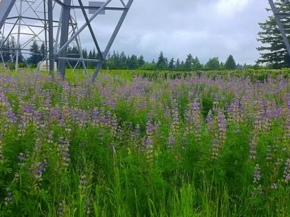 Riverbank lupine (Lupinus rivularis): Seed Packet