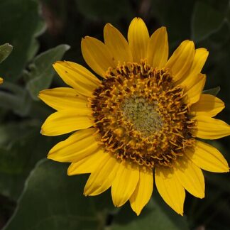Deltoid Balsamroot (Balsamorhiza deltoidea): Bundle of 5