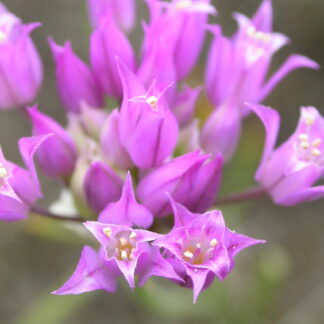 Taper-tip Onion (Allium acuminatum): Bundle of 5 bulbs